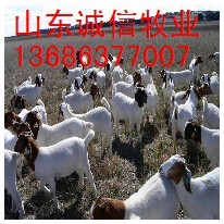 供应优质波尔山羊杂交波尔山羊